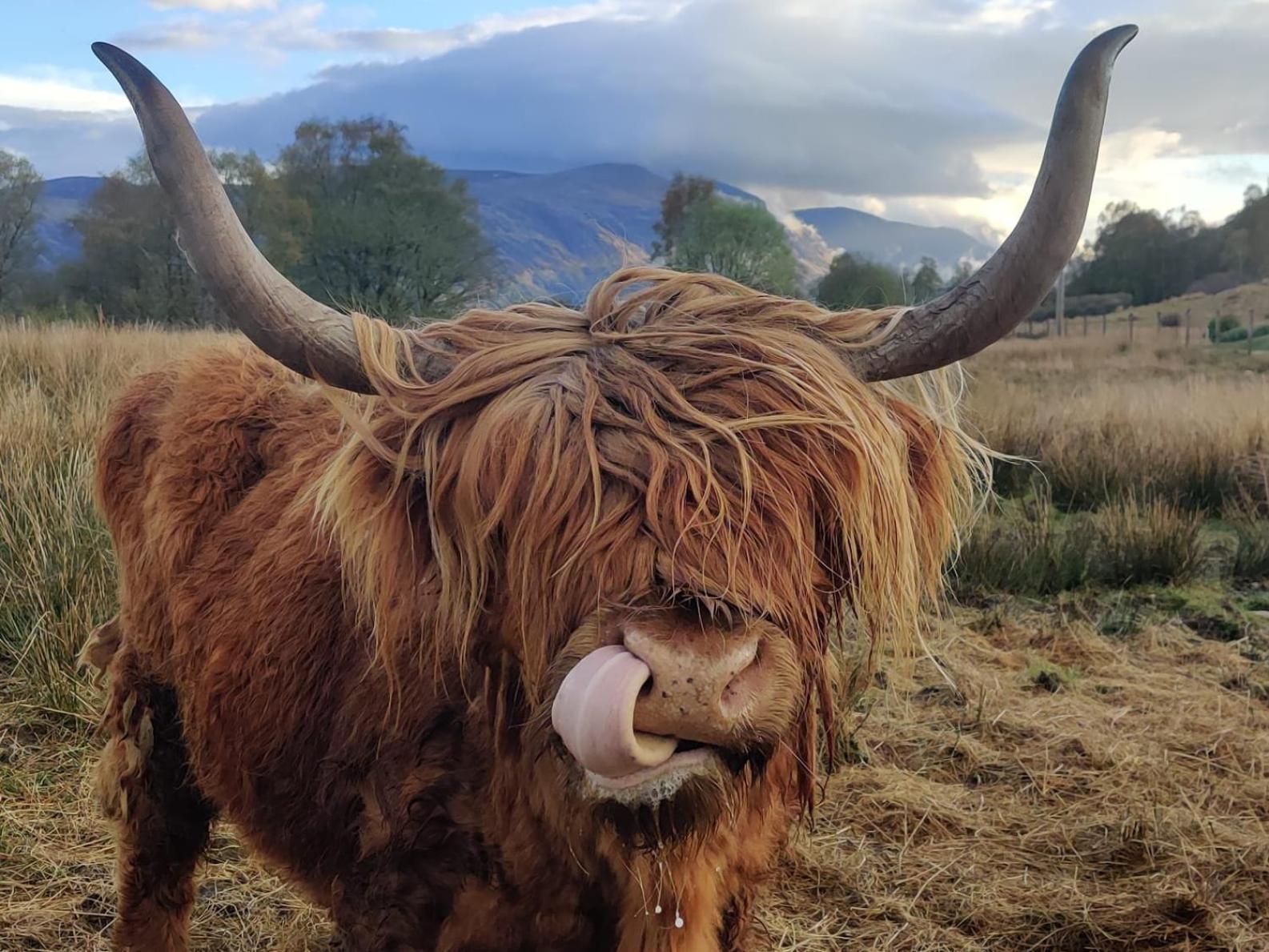 Springburn Farmhouse Spean Bridge Ngoại thất bức ảnh